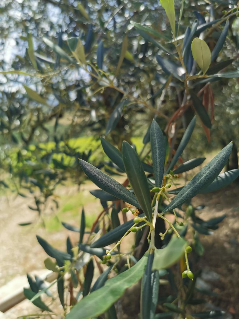 Vecchio Borgo di Inalbi